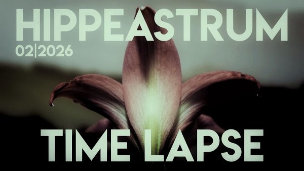 HIPPEASTRUM TIME LAPSE | 02/2026