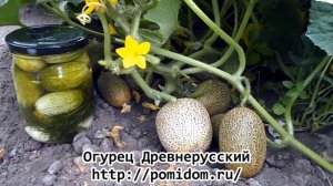 Огурец Древнерусский