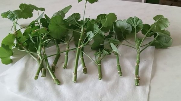 Готовим Пеларгонию, Герань к весне