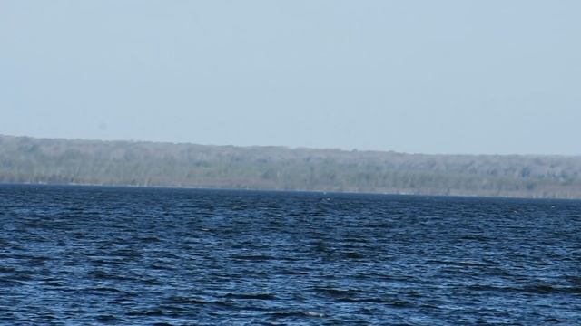 20.05.2024 г. Лебеди на Чухломском озере (из архива А.Большакова)