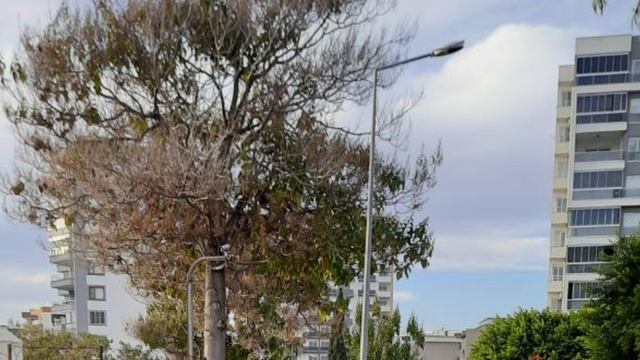 Турция, Мерсин, район Mezitli: виды новостроек смотреть онлайн