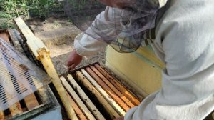 Пчёлы на разнотравие.