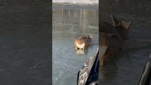 Спасение оленей.