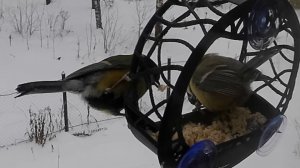 Синицы делают омнямням.