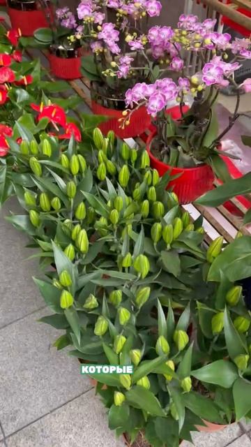 Новый год в Китае