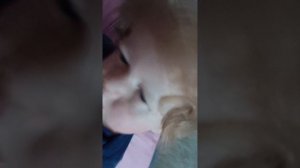 Реборн Лео, влог весь день с реборном )
влог приболели(