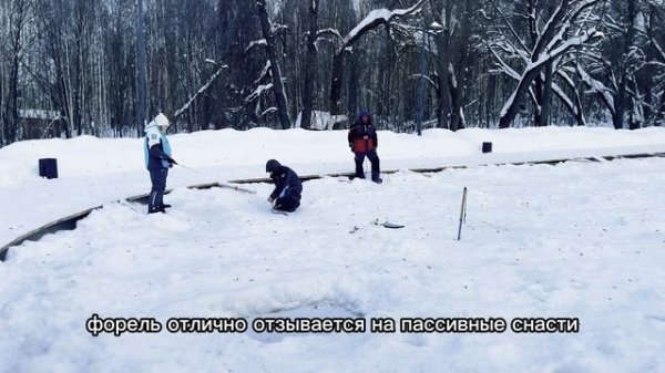 Запуск форели в лесной пруд 10.02.26