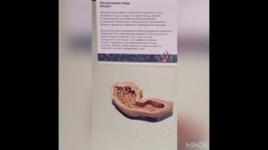 Почему желудку нужно хорошее кровоснабжение?