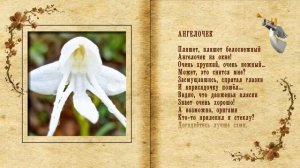 Удивительные орхидеи. Стихи Розалии Мартысь. Музыка и клип Дмитрия Шлапака.