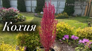 Кохия. Посадка , описание и уход