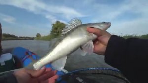 КАК ТАКОЕ ВОЗМОЖНО НАШЛИ МЕСТО ГДЕ РЫБА КИШИТ и клюет на каждом забросе! Рыбалка на спиннинг