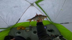 Глухозимье? Рыбалка для души.