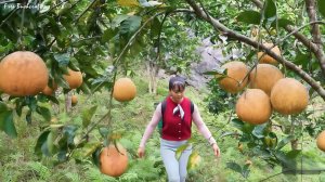 Собираю 1000 помело с Красной мякотью и везу на трехколесном мотоцикле на местный рынок.