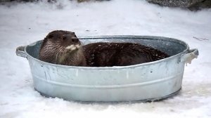 Молоденький выдрик готовит побег, но сначала решил принять ванну.