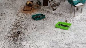 снег с дождем на белок