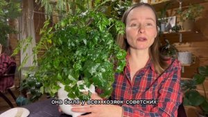 Радермахера. Растение для новичков