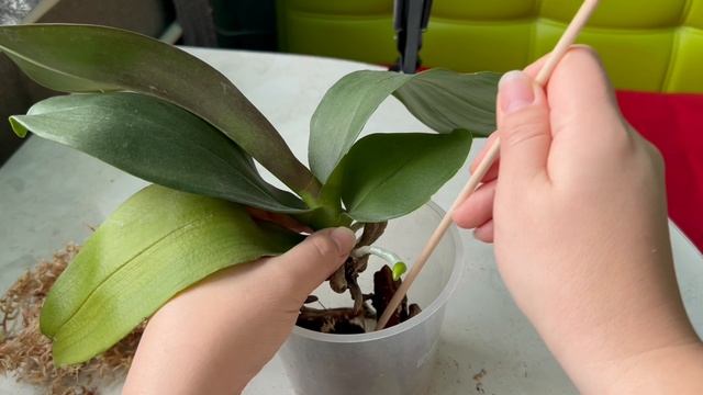 Пересадка орхидеи Пиниф из закрытой системы в классическую посадку смотреть онлайн