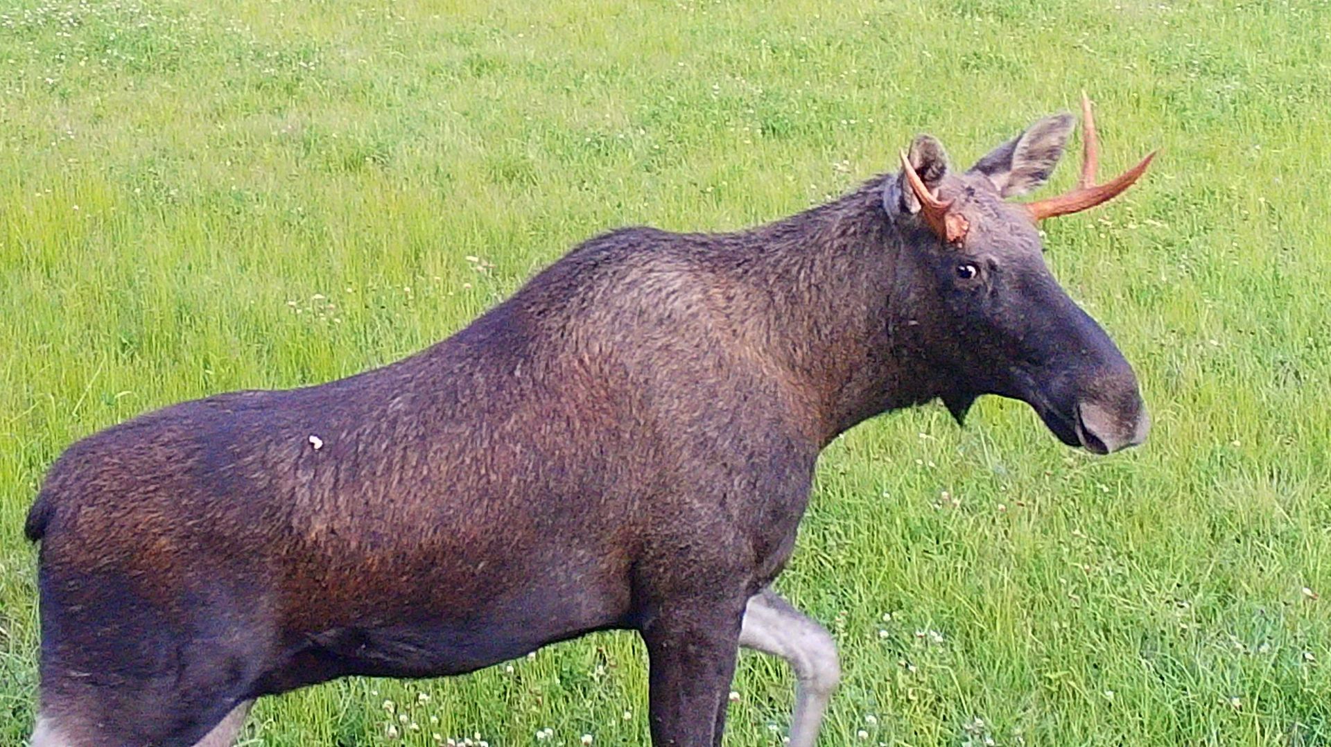 лоси в кадре