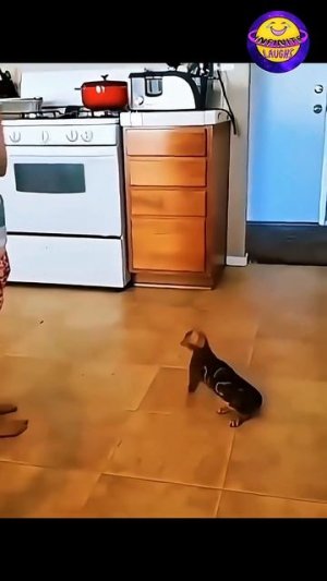 I think my cat is making fun of me. 🤨😹 #cats #funnycat #viral