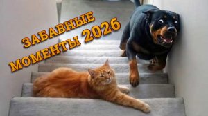 КОГДА КОТ В ДОМЕ ХОЗЯИН. САМЫЕ СМЕШНЫЕ МОМЕНТЫ С КОШКАМИ 2026