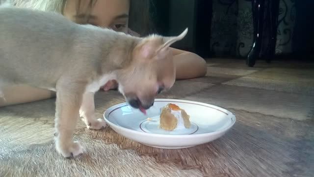Пирожное для щенка./Кормление щенка чихуа-хуа/Видео из домашнего архива/Простая жизнь/Личное/ смотреть онлайн