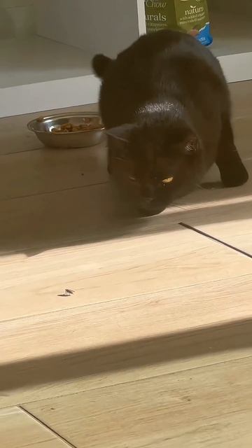 Кошки - отличные охотники смотреть онлайн