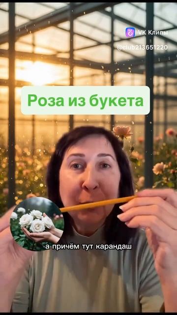 Выкинули розы после 14 февраля? Зря.