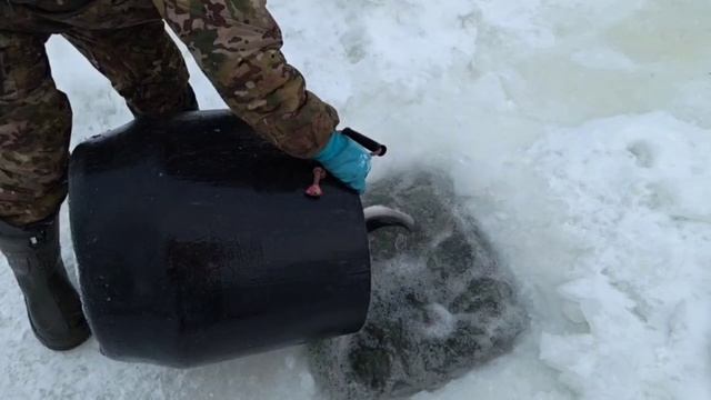 Запуск 58 кг форели. Водопад. смотреть онлайн