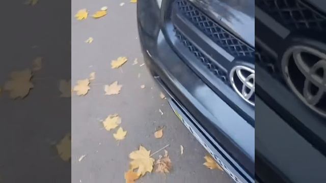 А у вас сколько кошачьих сил? смотреть онлайн