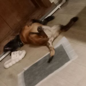 учу вас шахматам