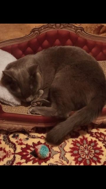 Новое фото из рубрики "Сон кота Атоса" #shorts #котатос #коты #атос #животные смотреть онлайн