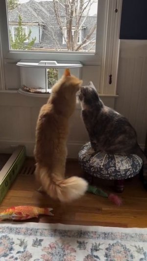 Автор: sillymeowz