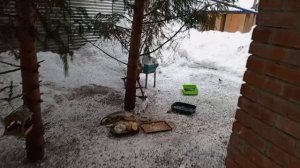 кормим животных