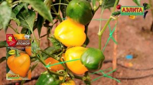 Урожайный сорт сладкого перца с оригинальными плодами! Новинка 2026 - АТОМОР