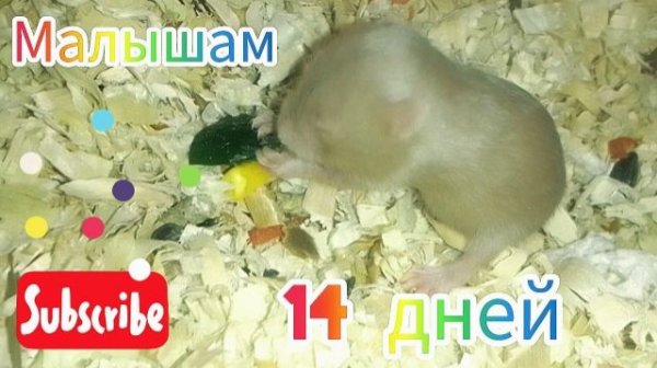 Малышам хомячкам 14 дней. #хомяки