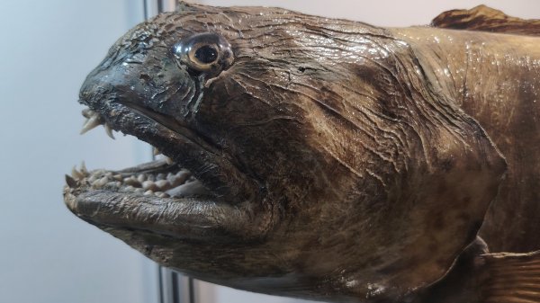 Много корюшки | Корюшка Зубарь | Зимняя рыбалка на Сахалине | Остров Сахалин