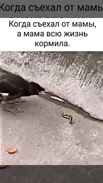 Сам не жрёт - привык что его кормили смотреть онлайн