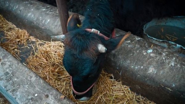 YO'L YO'LAKAY 79-QISM QORA MOL BIZNESI