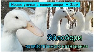 Эйлсбери хозяйственного назначения. Новая порода в моем дворе.