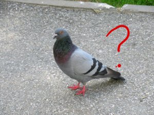 голубь показывает дом