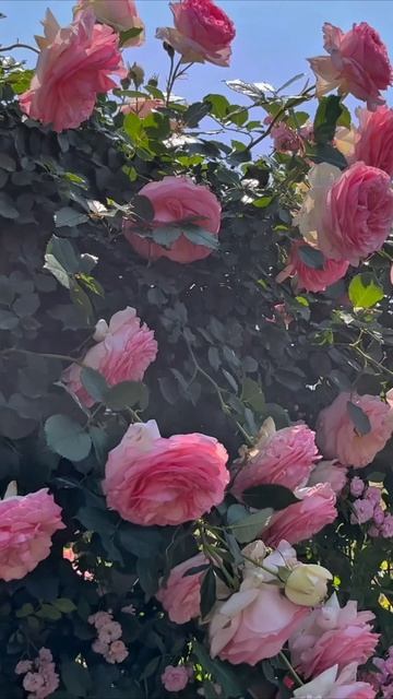 РОЗА ПЬЕР ДЕ РОСАР (MEIviolin, Eden, Eden Rose 85, Eden Climber)