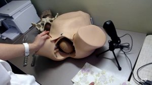 Полостные Акушерские щипцы