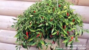 Ампельный Карликовый Горшечный Острый Перчик