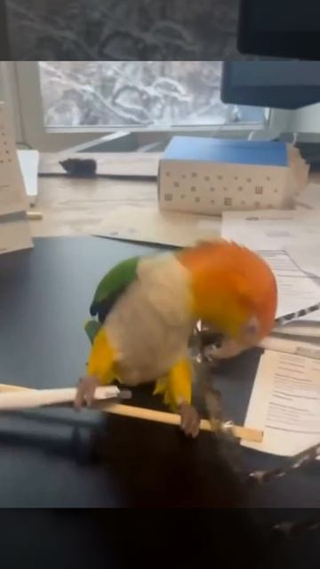 СДВГ у попугая смотреть онлайн