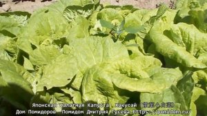 Японская Салатная Капуста Хакусай (散葉小白菜) Хакусай очищает кишечник от шлаков и организм от токсинов.