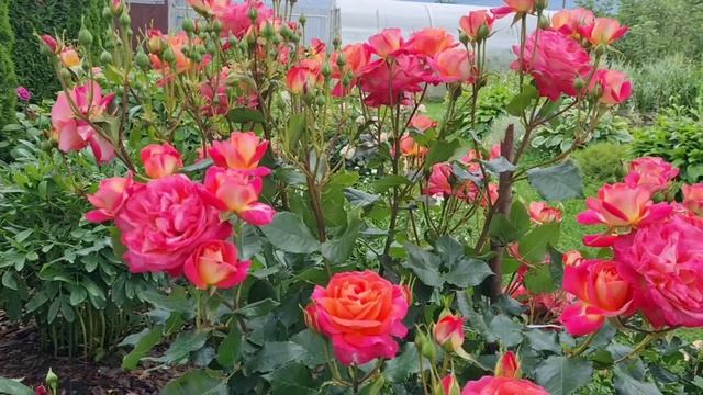 Цветы для души, летние видеозарисовки, сезон 2025г. Ленинградская область. смотреть онлайн