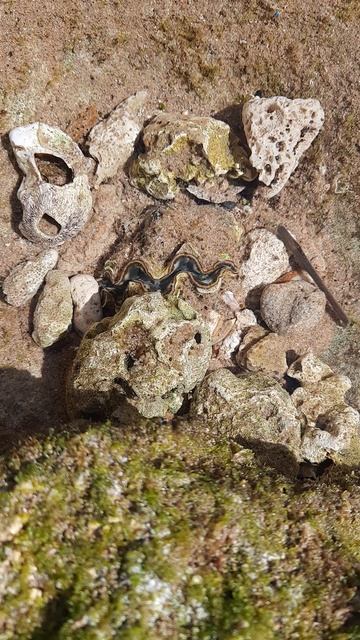 Ракушка смотреть онлайн