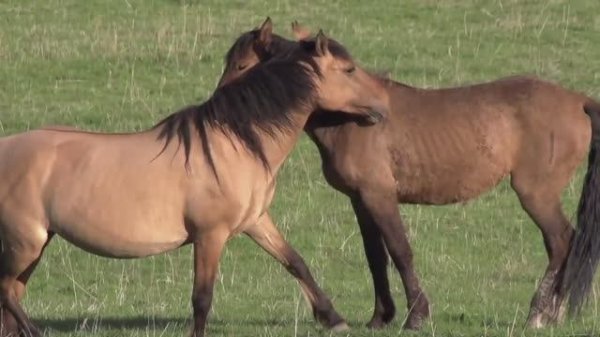 МУЗЫКА, КОТОРАЯ УСПОКАИВАЕТ ДУШУ