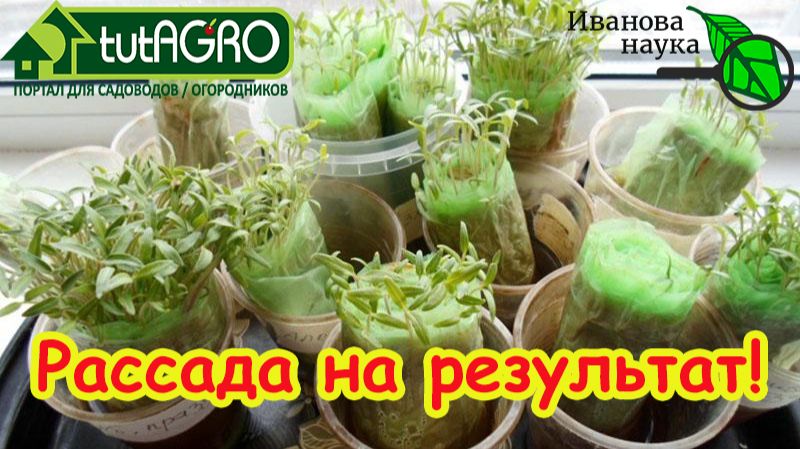 🍅 РАССАДА БЕЗ ЗЕМЛИ: чисто, быстро и без болезней! Эти способы сэкономят ваше время и место. смотреть онлайн