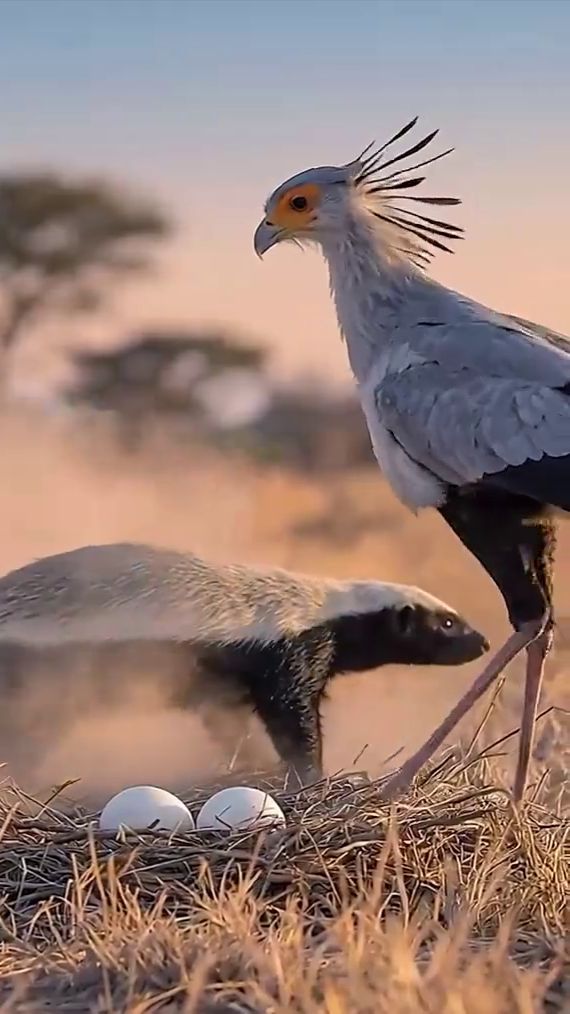 Птица Секретарь и Медоед смотреть онлайн
